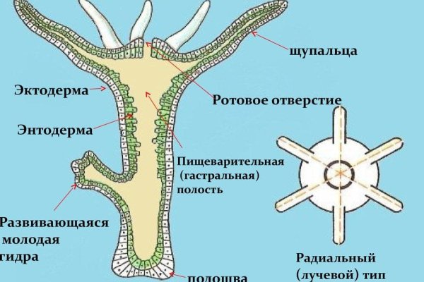 Kraken russia
